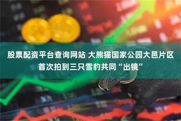 股票配资平台查询网站 大熊猫国家公园大邑片区首次拍到三只雪豹共同“出镜”